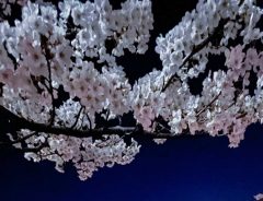 スマホで撮影した夜桜に「一眼レフと差がない…！」
