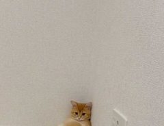 部屋の隅にいた猫　姿勢に「中に人間が入ってる？」