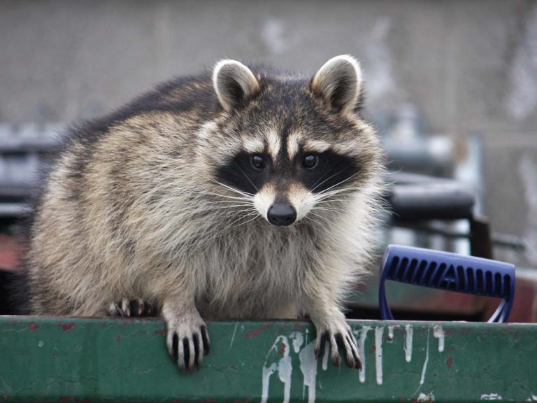 ゴミ箱から出られないアライグマを助けた男性 その方法に さすがカナダ Grape グレイプ