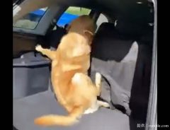 「わーい！ドライブだ！」　勢いよく車に飛び乗った犬が？　「笑った」