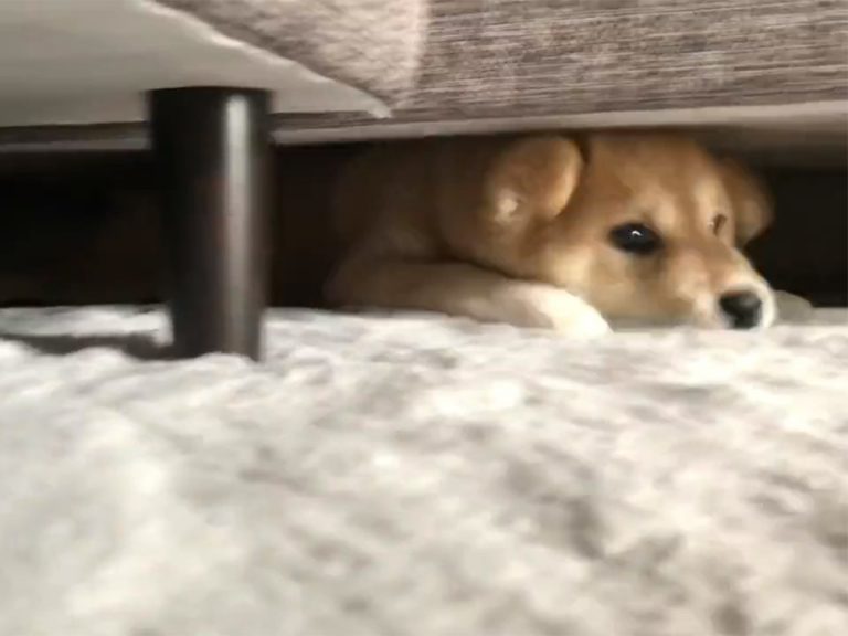 かわいい ずっと見ていたい 必死に動き回る柴犬 ６秒の動画に大反響 Grape グレイプ