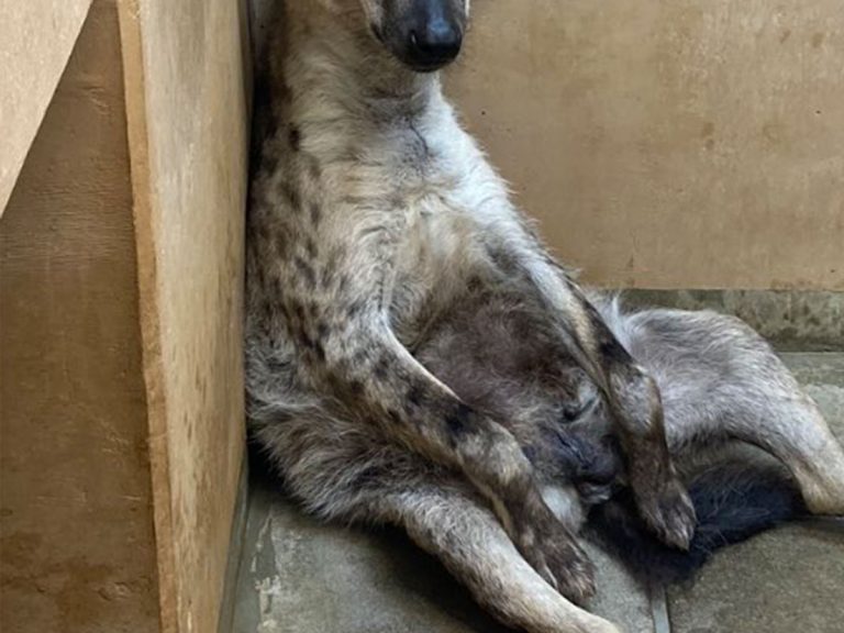 今日もよく働いたわ 動物園のハイエナ 閉園後の姿に 笑った 人間 入ってるよね Grape グレイプ