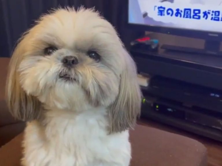 お転婆なシーズー 飼い主が 闘牛並み と称した その姿がコチラ Grape グレイプ