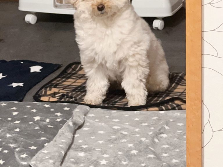 夜更かしをしていた飼い主 すると 愛犬が起きてしまい 母親みたいな表情 Grape グレイプ