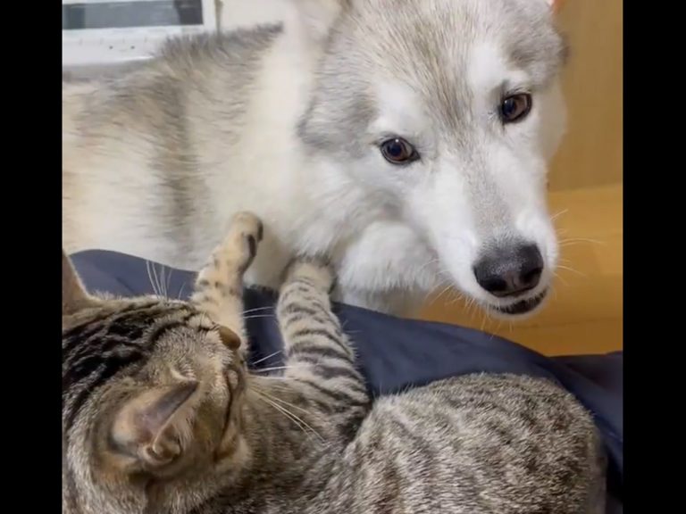 飼い主のヒザの上に乗る猫 見ていた犬がやきもちを妬いて Grape グレイプ