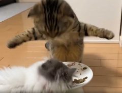 先住猫のご飯を、盗み食いする子猫　その後の展開に「笑った」「独特な叱り方だな」