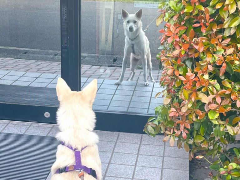 散歩中 愛犬がつい立ち止まってしまう理由とは かわいすぎる 笑った Grape グレイプ