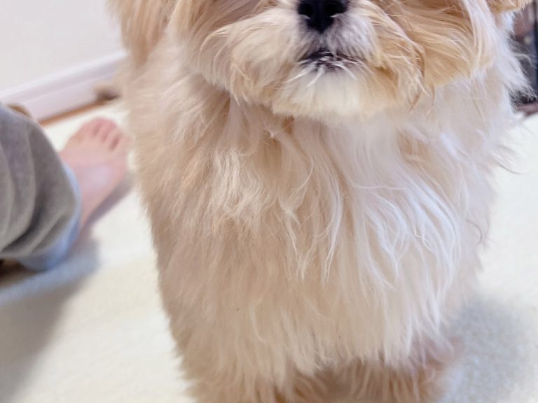 飼い主の デカいくしゃみ に犬が 表情に 吹き出した なんちゅう顔や Grape グレイプ 飼い主の デカいくしゃみ に犬が 表情に 吹き出した なんちゅう顔や Grape グレイプ