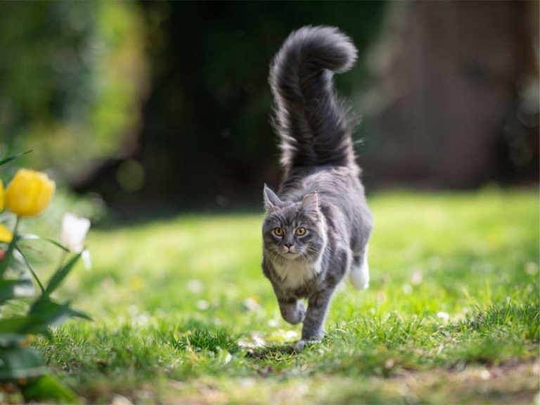 出かけた母猫が 急いで戻って来た理由がすごい いいお母さん Grape グレイプ