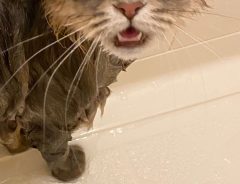 「声を上げて笑った！」「悲しい顔」　お風呂に入れられた猫の表情が…