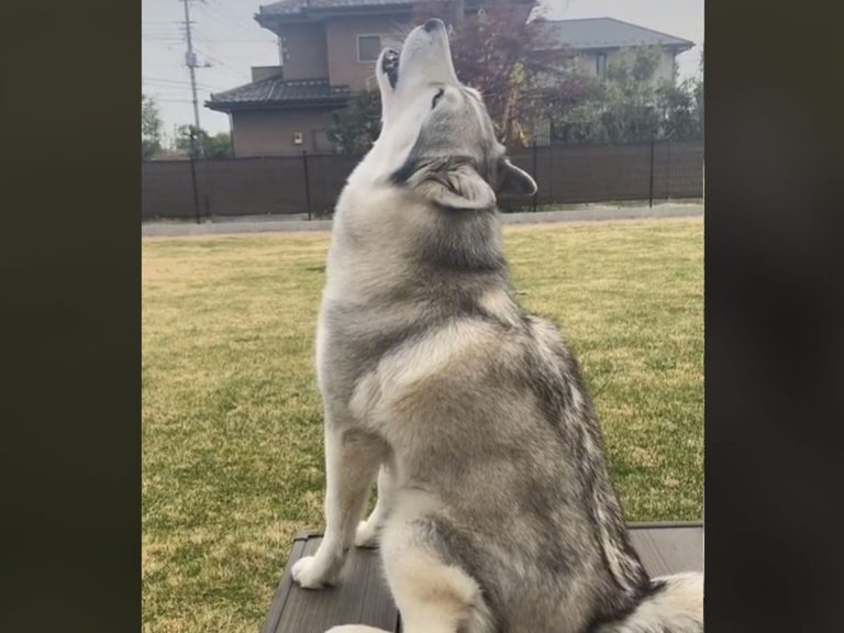 遠吠えをするシベリアンハスキー 背後からの声 に ツボる 笑った Grape グレイプ