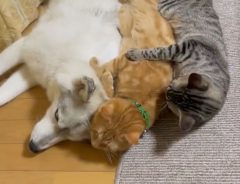 「重すぎる愛に笑った」　仲良く寝そべる３匹　１匹の猫がどこかへ行こうとすると？