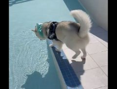 プールに入ろうとした犬　次の瞬間に「見逃さなかったぞ…！」