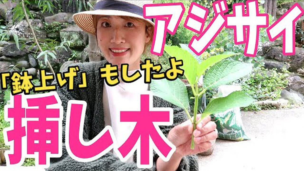 勉強になる 早速やってみました アジサイの挿し木をする時の注意点とは Gluglu グルグル By Grape