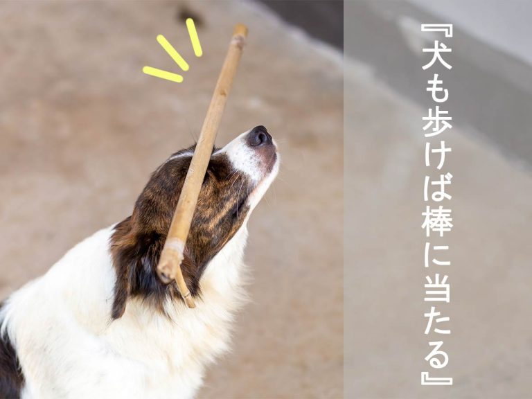 犬も歩けば棒に当たる の意味とは 似た意味のことわざも紹介 Grape グレイプ