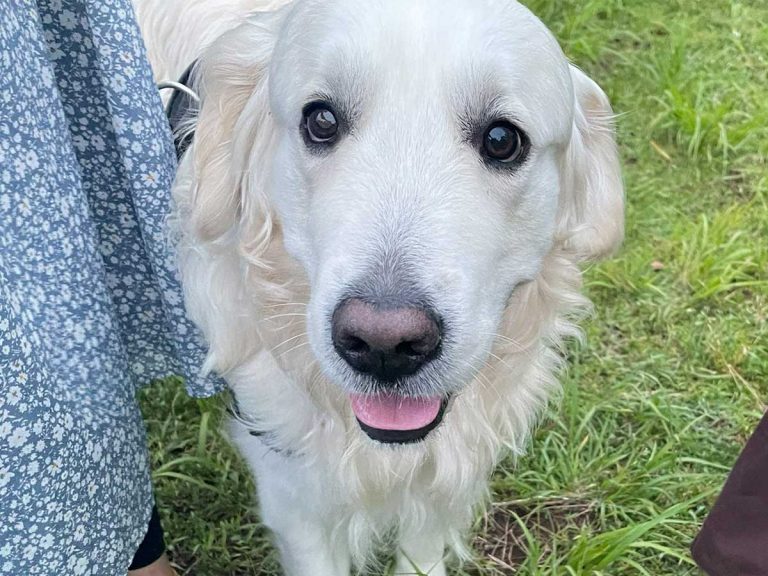 この顔はずるい 許す 満面の笑みを浮かべる犬 しかし 足元を見ると Grape グレイプ