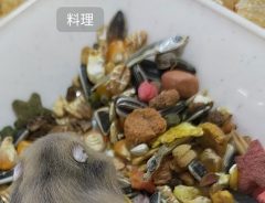 「よし、これは食べ物だな！」　スマホに『料理認定』された光景がこちら