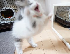 鏡を初めて見た子猫　反応に「決定的瞬間」「ずっと見ていたい」の声