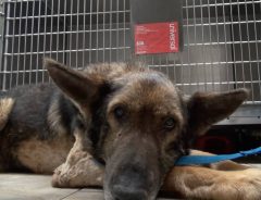 飼い主が亡くなり、瀕死の状態で見つかった犬　１か月後の姿に涙があふれる