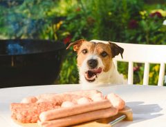 庭先でバーベキューをしていたら、肉が消えた？　「早業だ！」「賢い犬」