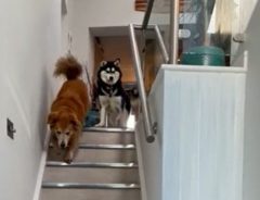 頑張ったね！　階段が怖い盲目の犬　『親友』が先に降りると…？