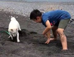親「処理が大変でした」　砂浜で、柴犬と男の子が？