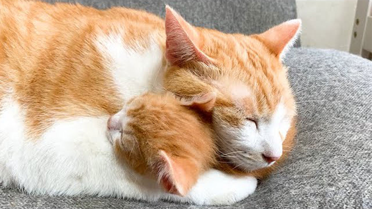 保護された子猫を抱き寄せ眠る先住猫 その光景に 本当の親子みたい の声 Gluglu グルグル By Grape