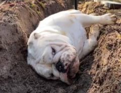 庭に草花を植えたい飼い主　穴を掘っていると愛犬が…？