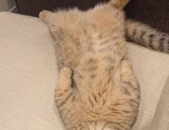 ソファで眠る猫の表情に、笑いが止まらない人続出　「疲れた時の自分だ」