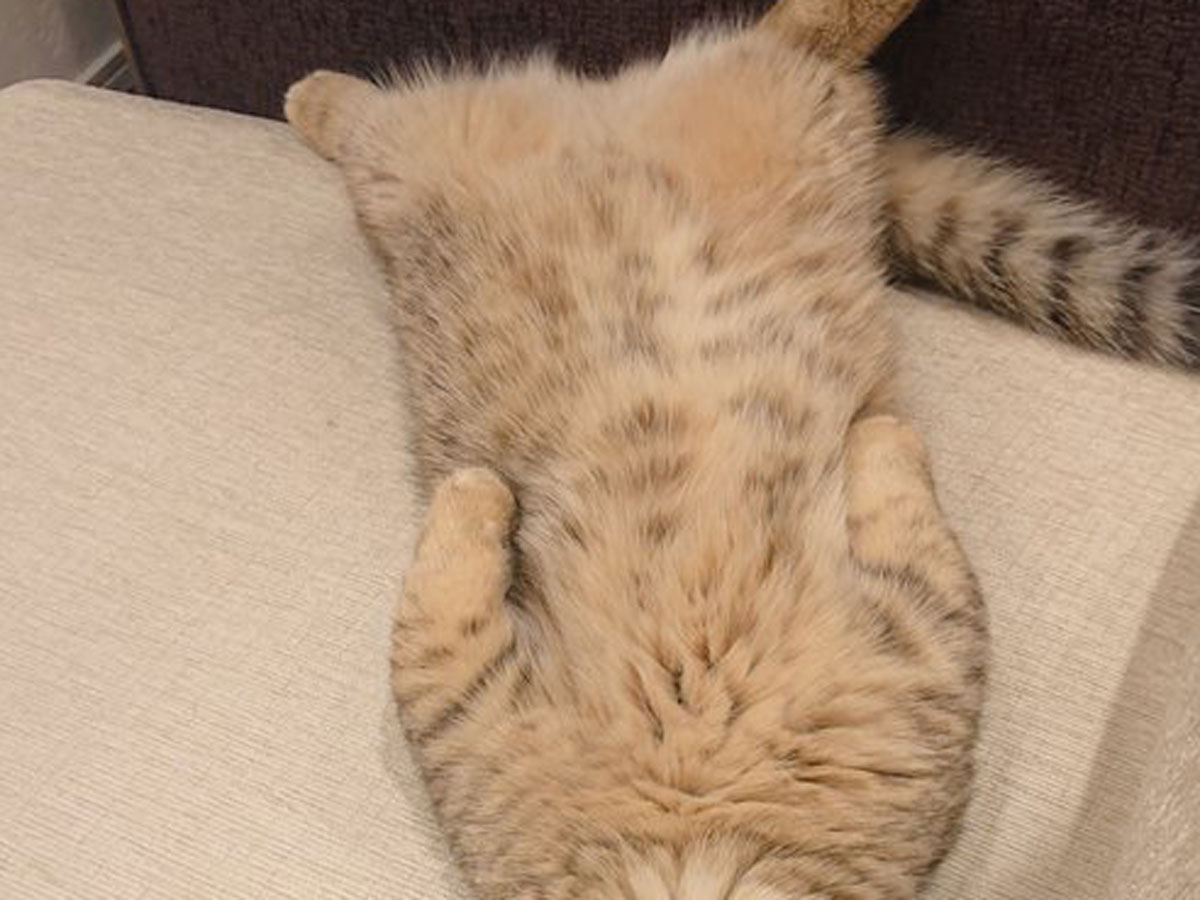 ソファで眠る猫の表情に、笑いが止まらない人続出 「疲れた時の自分だ