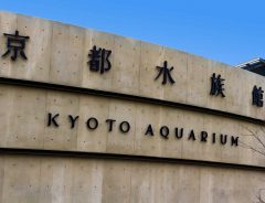 「電車で爆笑した」「メダルゲームみたい」　京都水族館のアザラシが…？
