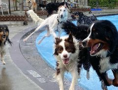 ドッグプールで遊ぶ犬たちの自由さにクスッ　「情報量が多い」「最高な写真」