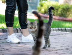 愛猫家が多いトルコ　そこで暮らす猫たちも、ひと味違った！