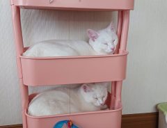 姉妹猫の行動に「けしからん！」「笑った」　棚の整理をしていたら…？