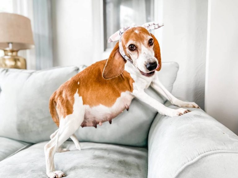 妊婦さんは美しい 保護犬のマタニティフォトに パーフェクトだ Grape グレイプ