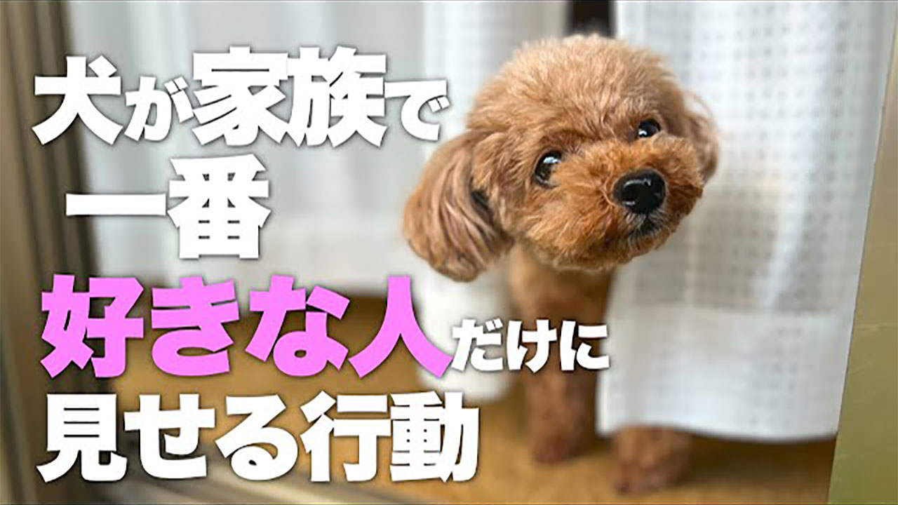 めっちゃ分かる 可愛いすぎ 犬が一番好きな人に見せる行動に共感爆発 Gluglu グルグル By Grape