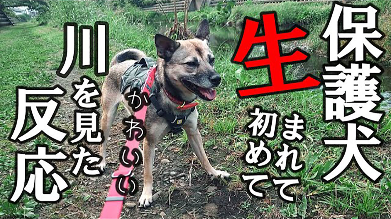怖がりの保護犬 生まれて初めて川を見た反応が可愛すぎる Gluglu グルグル By Grape
