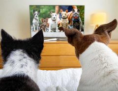 「あの犬、どこ行った？」　『テレビの中の犬』を見ていた犬の行動に吹き出す！
