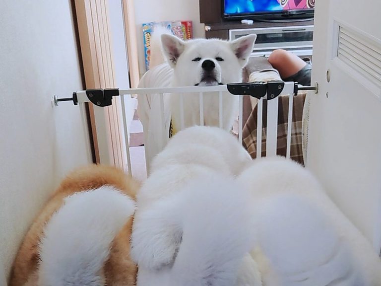 秋田犬 フッ 羨ましかろう 犬たちの姿に 吹き出した ここが天国か Grape グレイプ