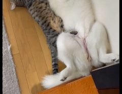 一緒に寝る犬と猫の様子　「親子みたい」「寝相が同じなのね…！」