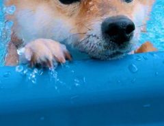柴犬「飼い主は黙ってて！」　自分のペースで泳ぎたい、愛犬の表情が…？