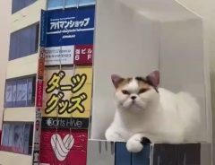 新宿の『3D巨大猫』と思いきや？　動画の最後に「テクノロジーの進歩はすごいな」