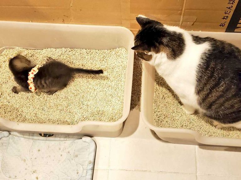 こうやって食べるのか」「トイレはこうか」 先輩猫を見て、学ぶ子猫が