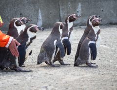 チョウが気になるペンギンズ　動画に「ずっと観ていられる」「平和すぎる光景」の声