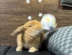 新しい遊びに目覚めたウサギ　『ぶんぶん動画』に「激しい！激しいよ！」