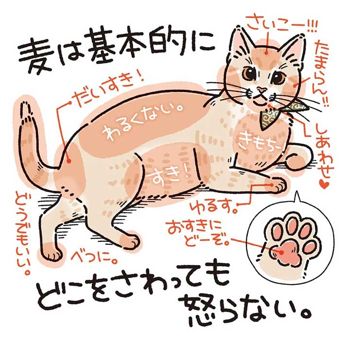 全身触られても怒らない猫 しかし 唯一許せないことがあって Grape グレイプ