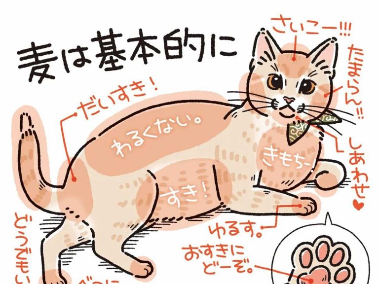 全身触られても怒らない猫 しかし 唯一許せないことがあって Grape グレイプ