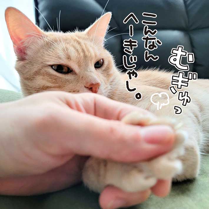 全身触られても怒らない猫 しかし 唯一許せないことがあって Grape グレイプ