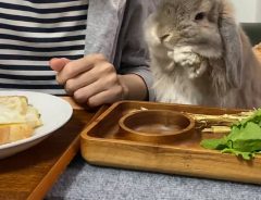 食事をするウサギ　「ほっぺが落ちちゃいそう」とキュン！