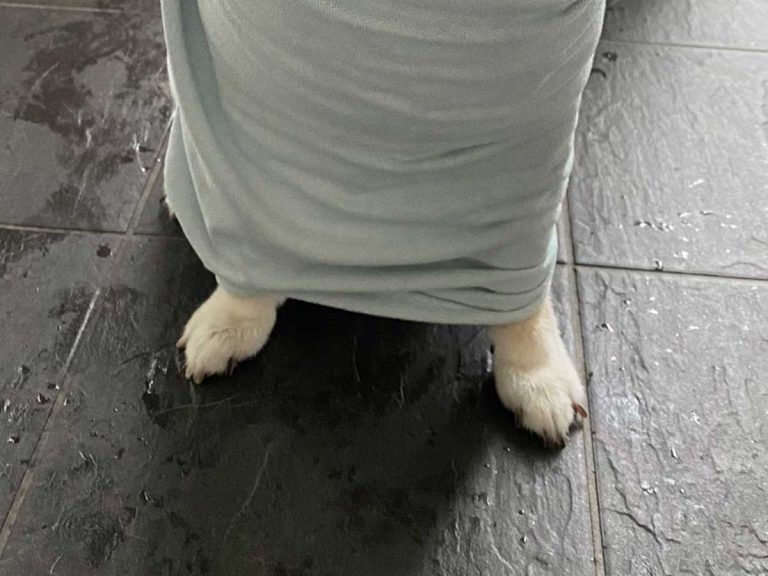 柴犬の画像